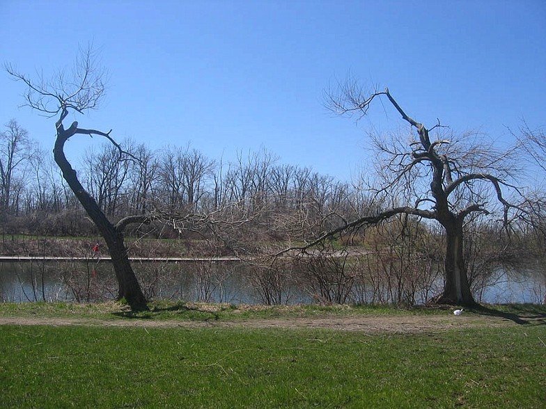 Trees