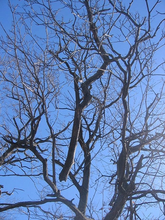 Trees 2