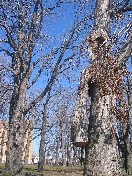Trees 4
