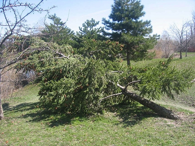Trees 5