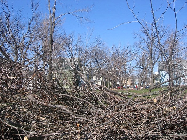 Trees 6