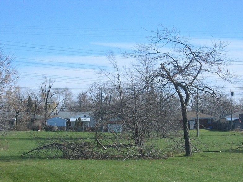 Trees 7