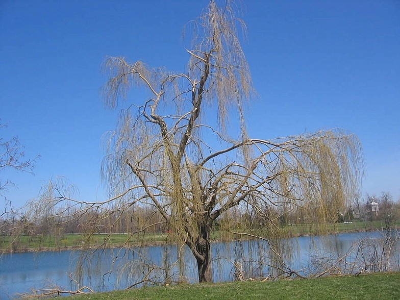 Trees 8