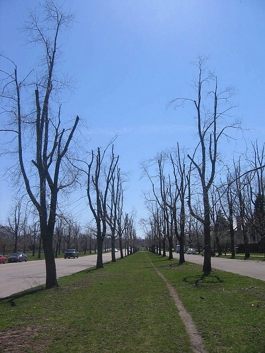 Trees 9