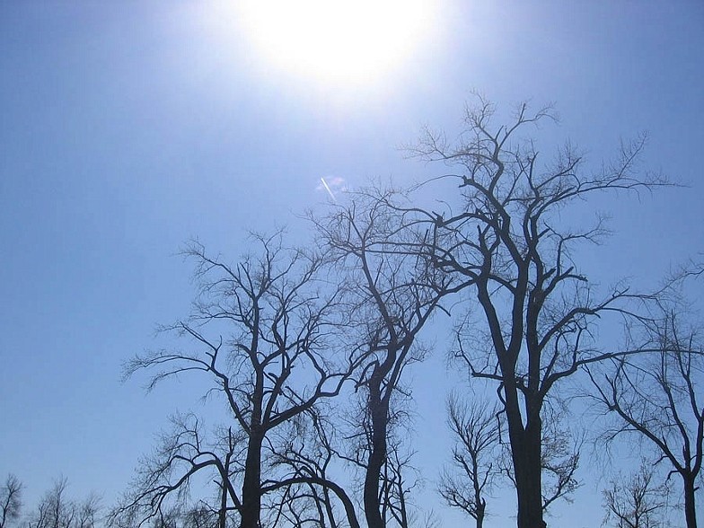 Trees 10