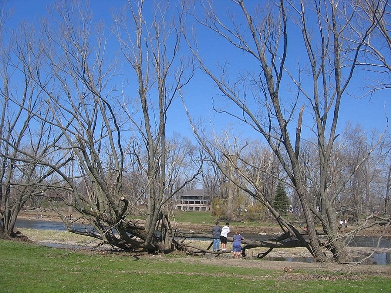Trees 12